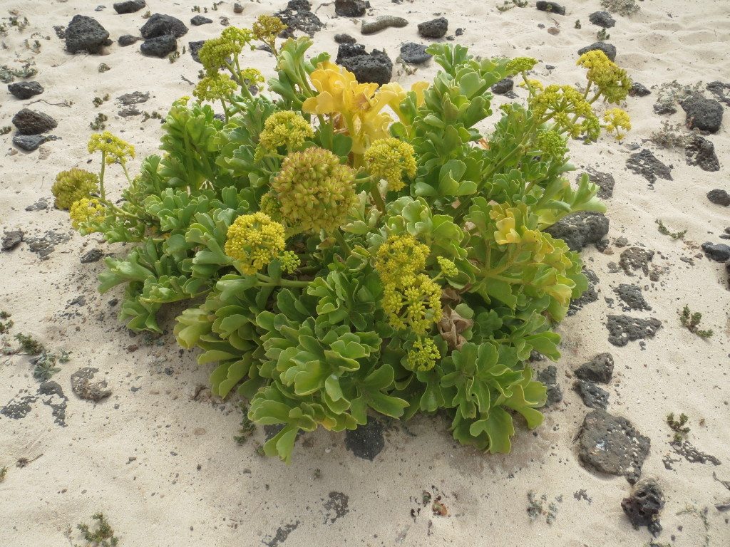 Strand blomma