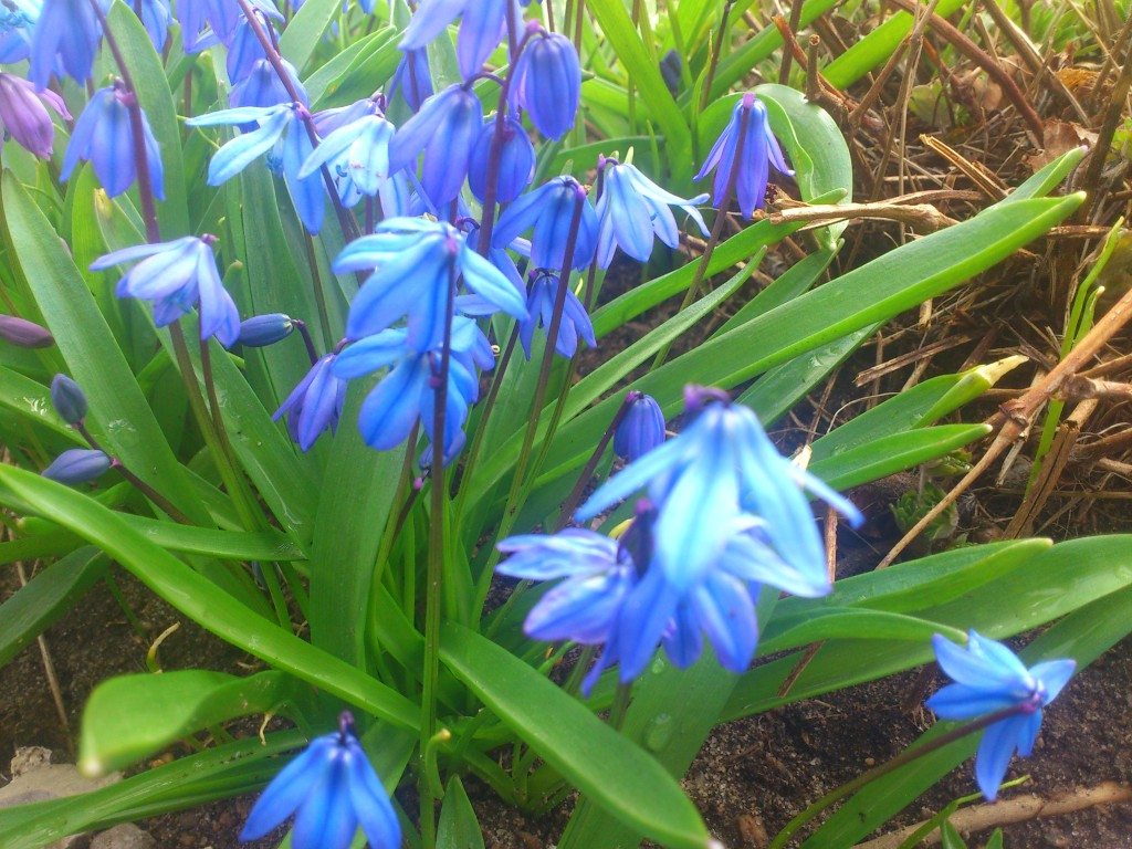 ljuvligt blå blommor