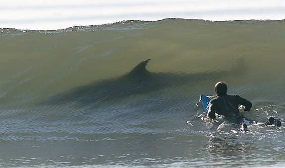 haj framför surfare