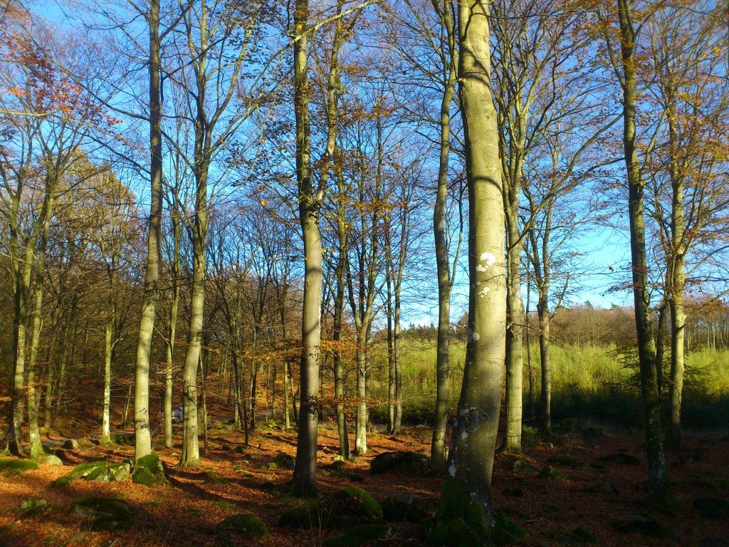 skogen en höstdag