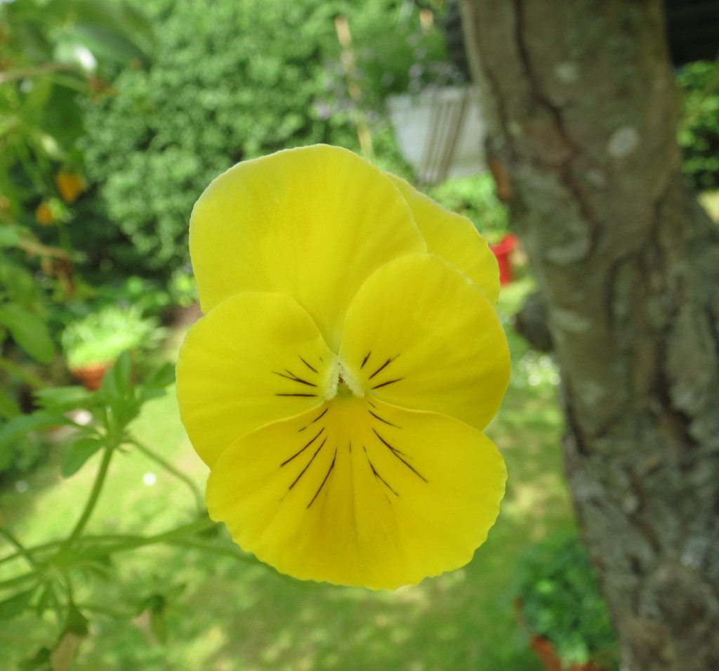vacker gul blomma